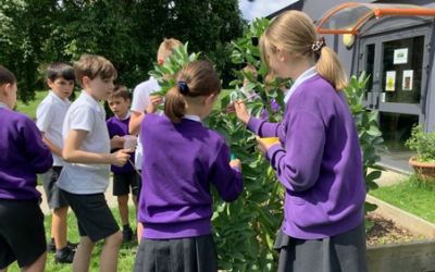 Year 5 Broad Beans
